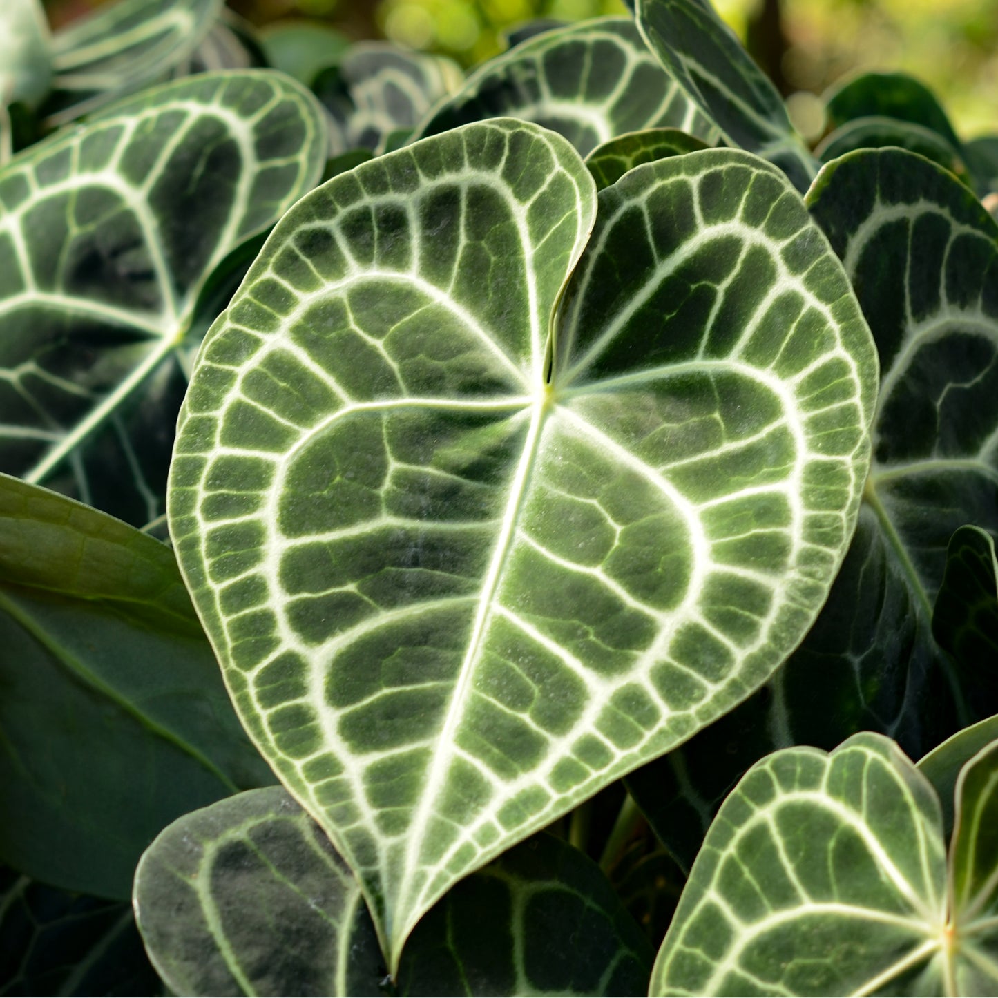 Anthurium clarinervium (Corazón de Terciopelo)