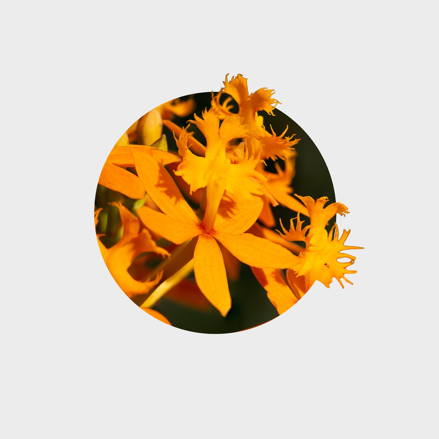 Epidendrum radicans var. naranja