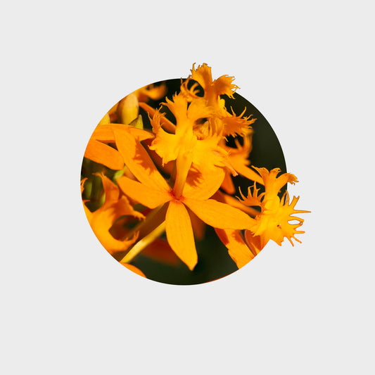 Epidendrum radicans var. naranja