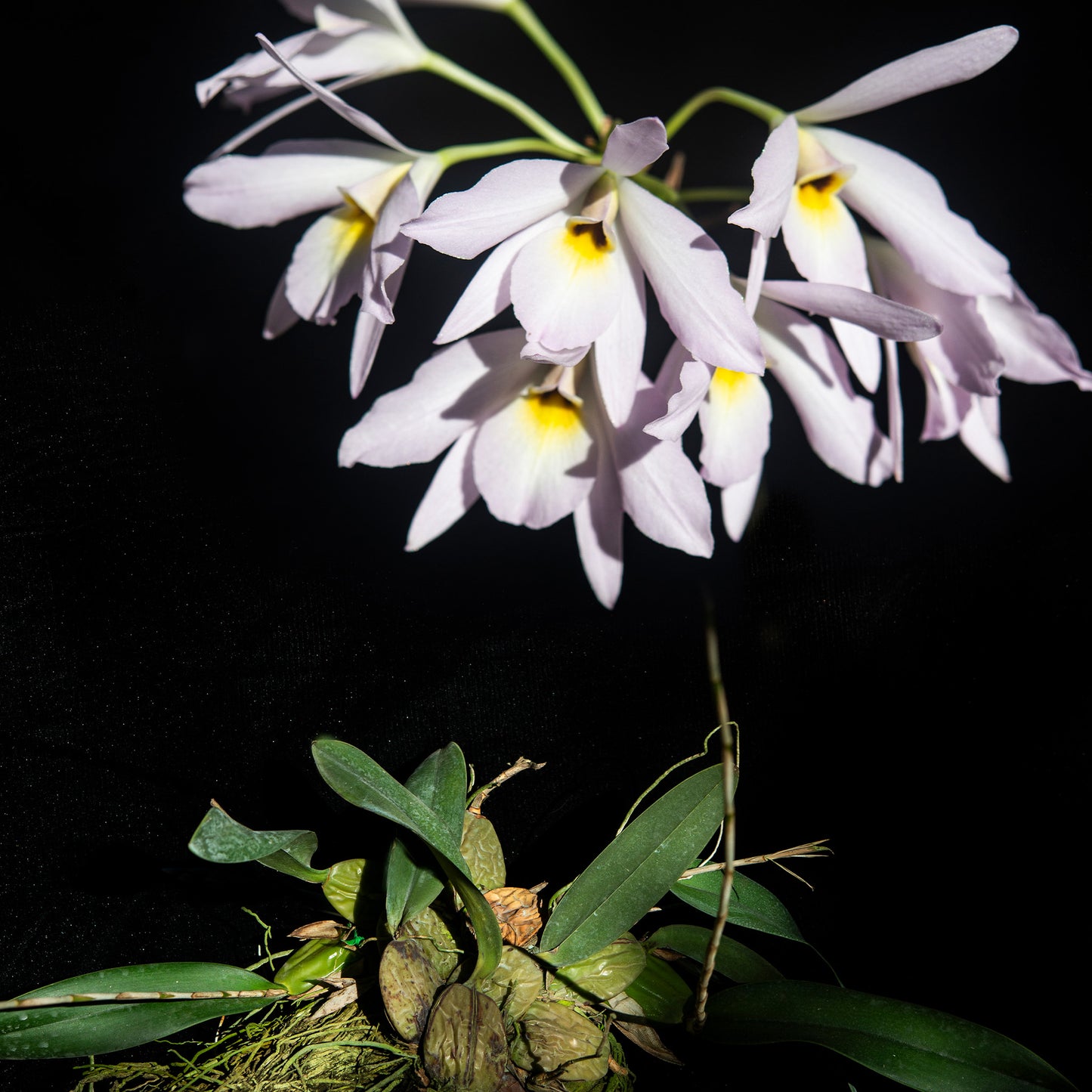 Laelia rubescens