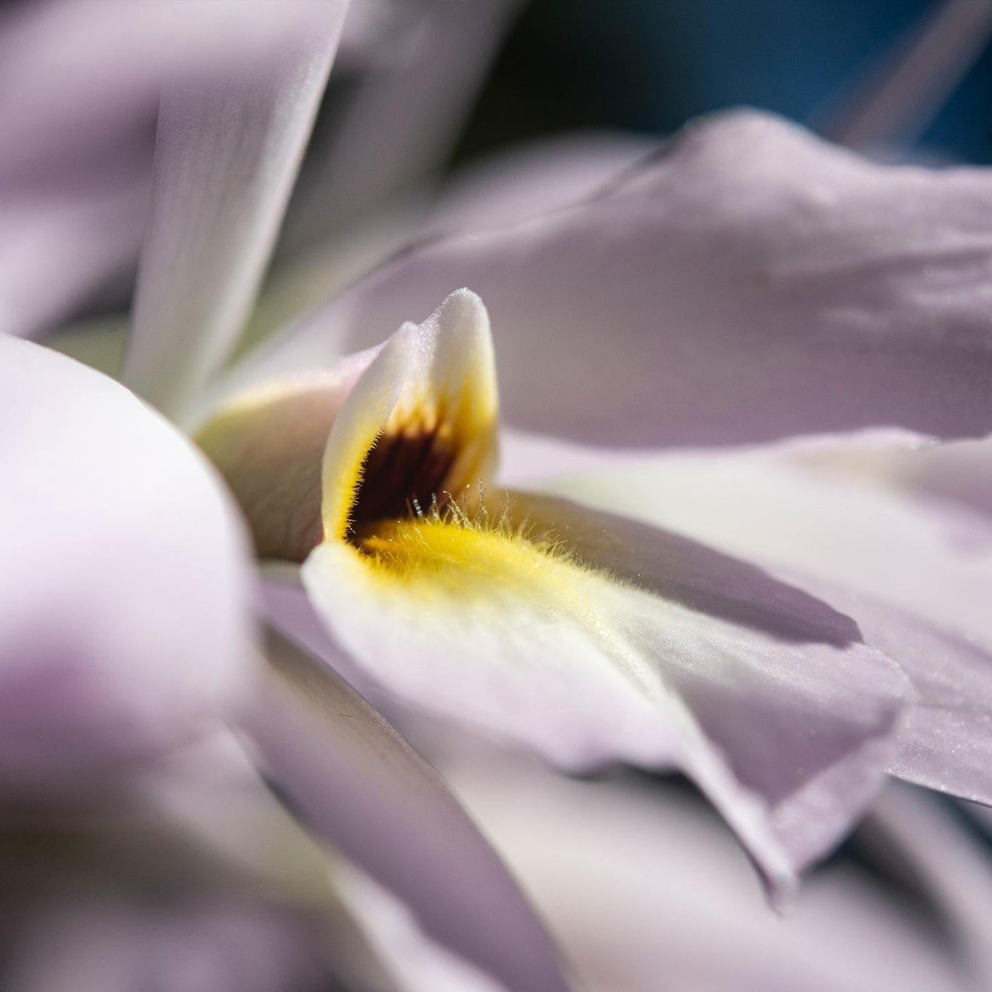 Laelia rubescens