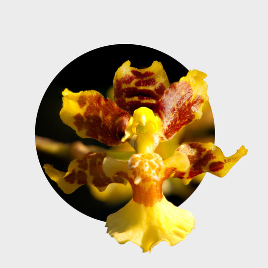 Oncidium leleui