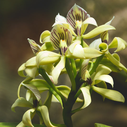Prosthechea chacaoensis