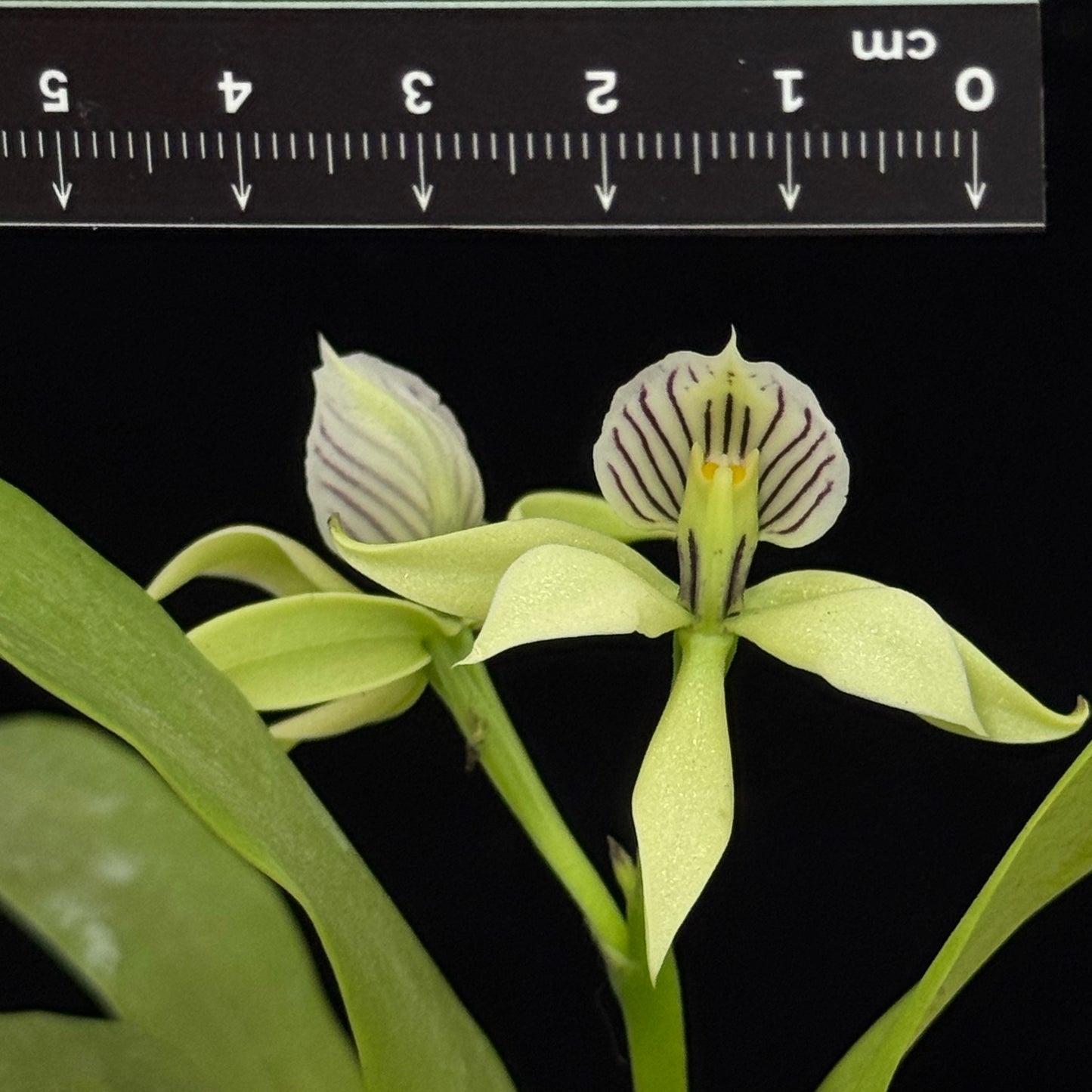 Prosthechea chacaoensis