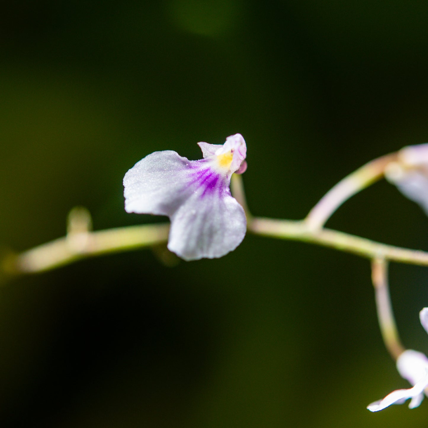 Ionopsis utricularioides