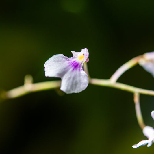 Ionopsis utricularioides