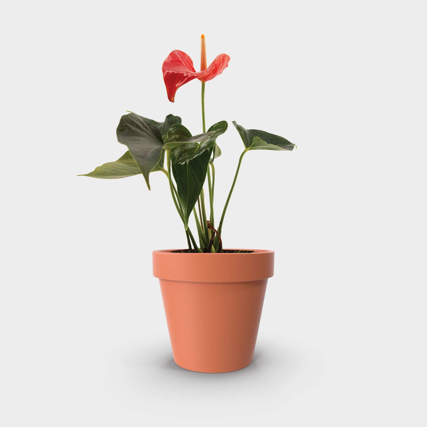 Anthurium andreanum var. rojo