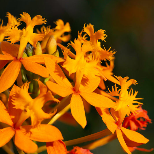 Epidendrum radicans var. naranja