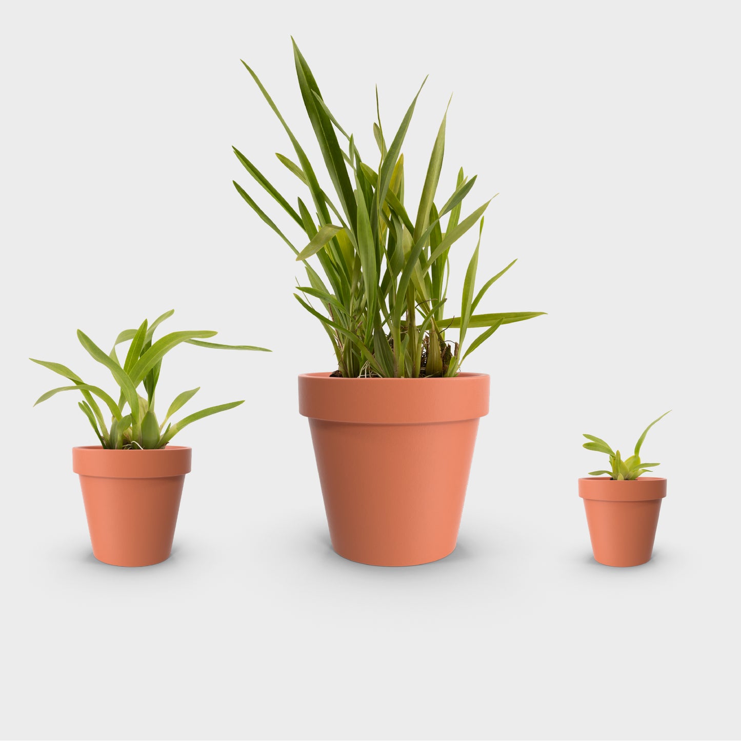 Oncidium leleui
