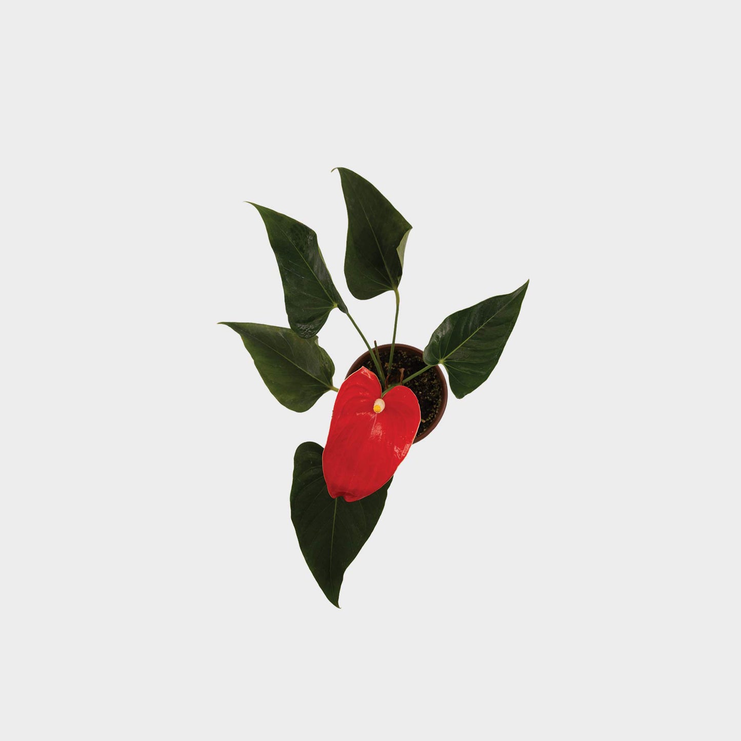 Anthurium andreanum var. rojo