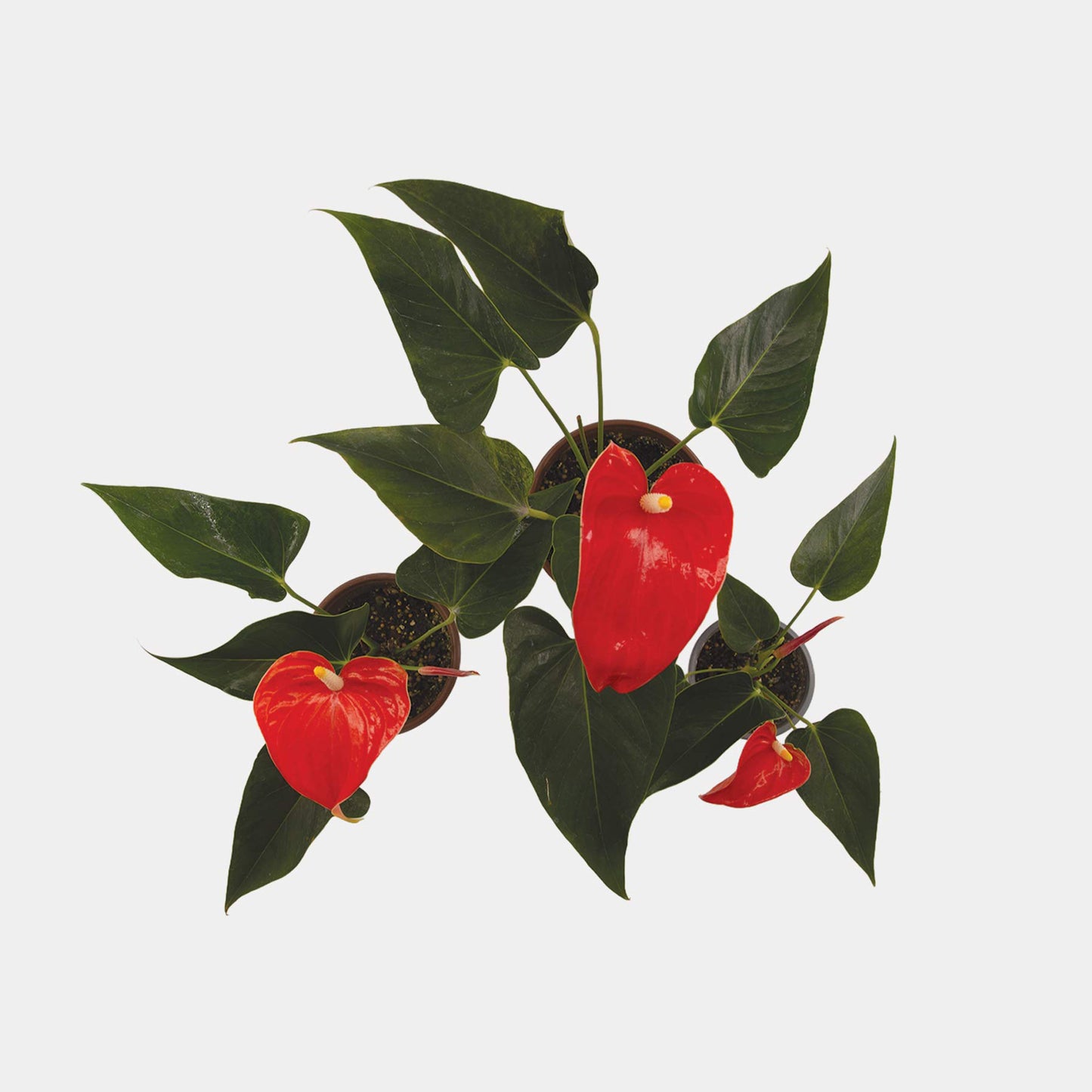 Anthurium andreanum var. rojo