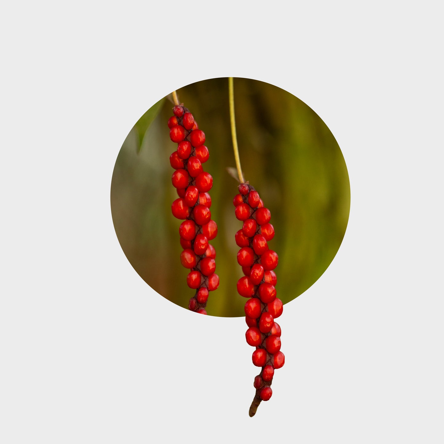 Anthurium gracile (Anturio de Perlas Rojas)