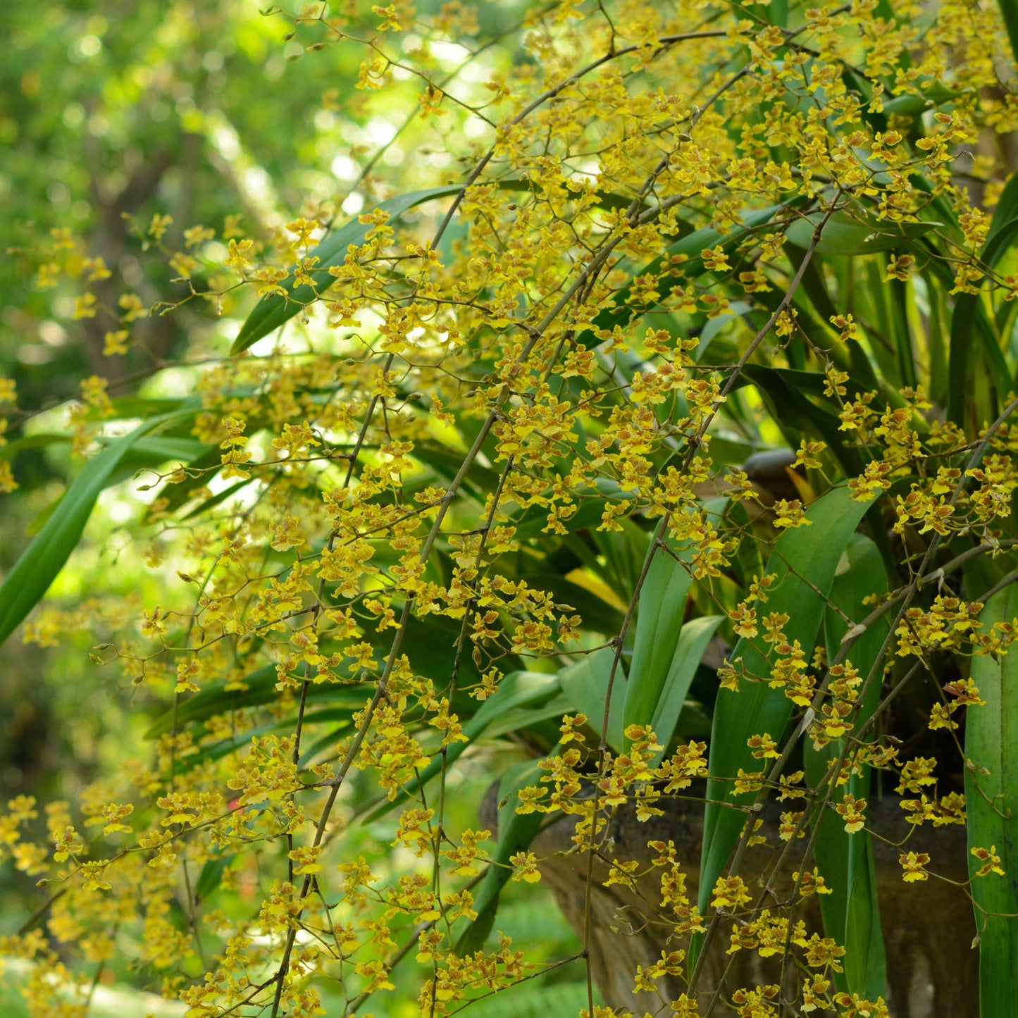 Oncidium leleui