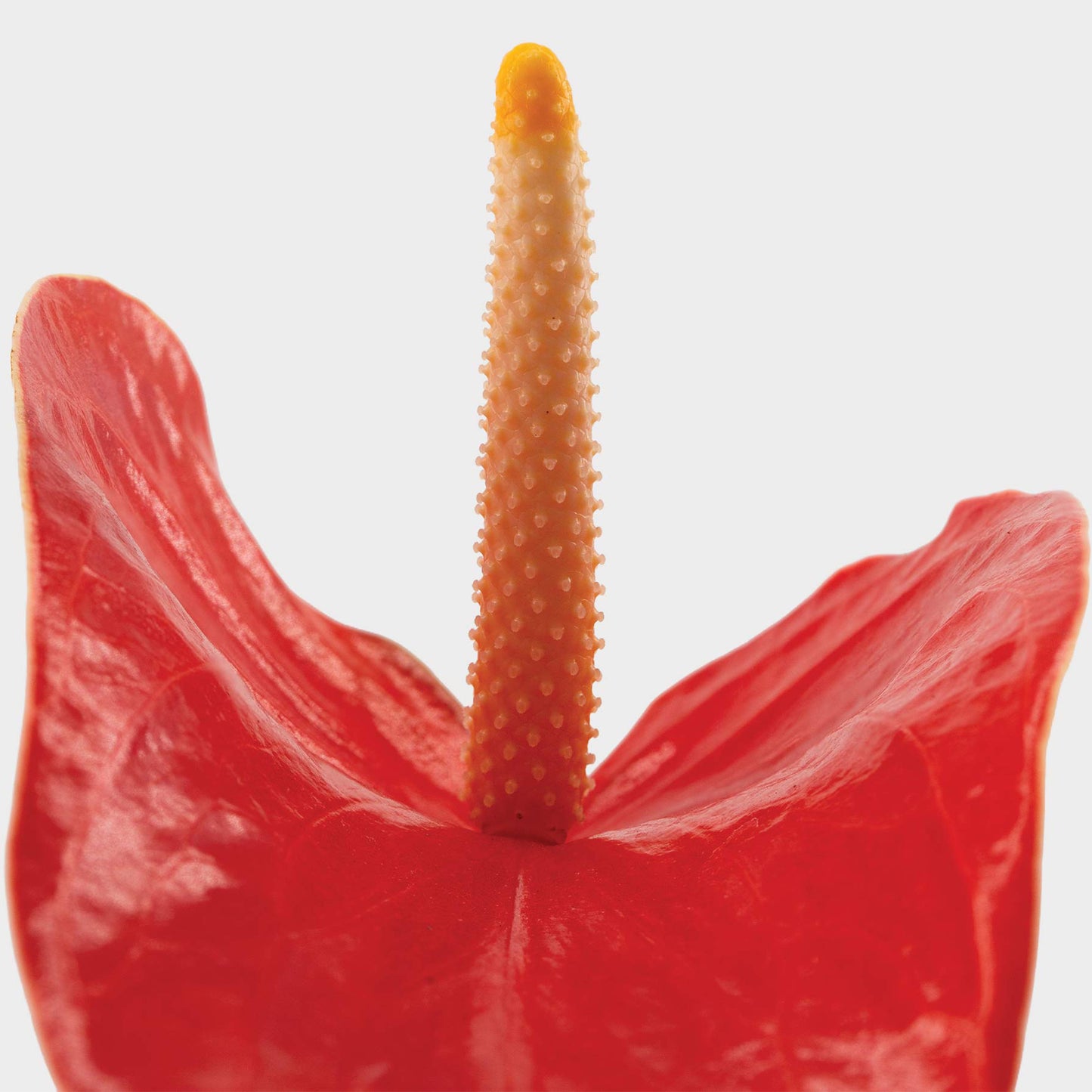Anthurium andreanum var. rojo