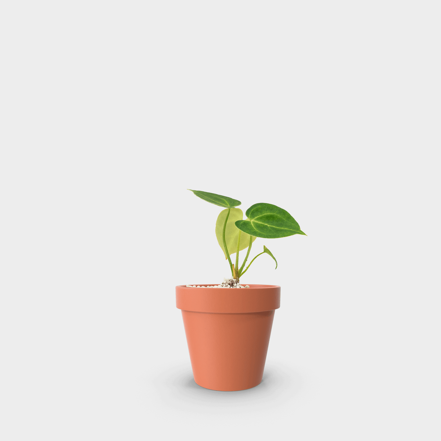 Anthurium clarinervium (Corazón de Terciopelo)