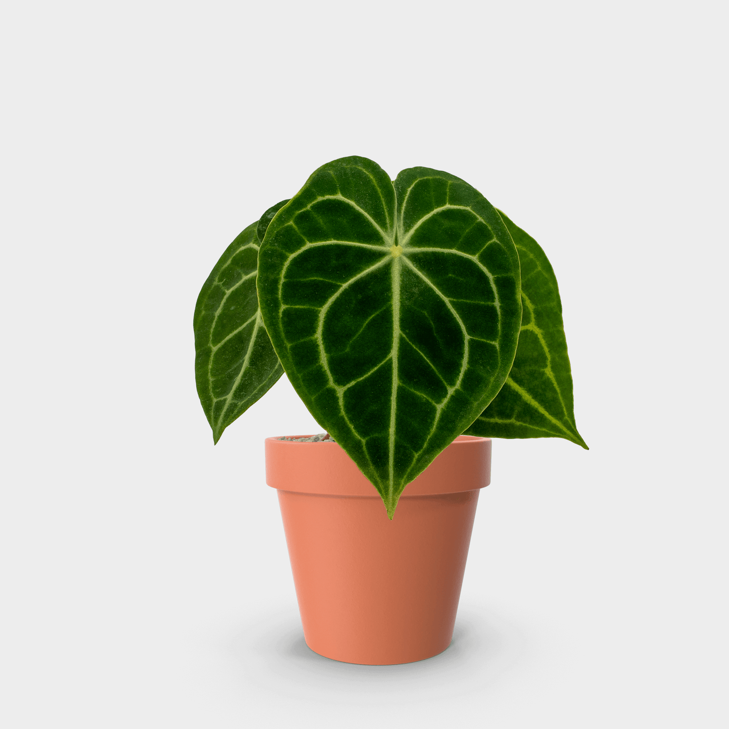 Anthurium clarinervium (Corazón de Terciopelo)