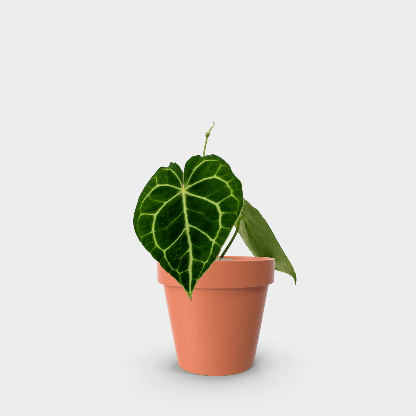 Anthurium clarinervium (Corazón de Terciopelo)