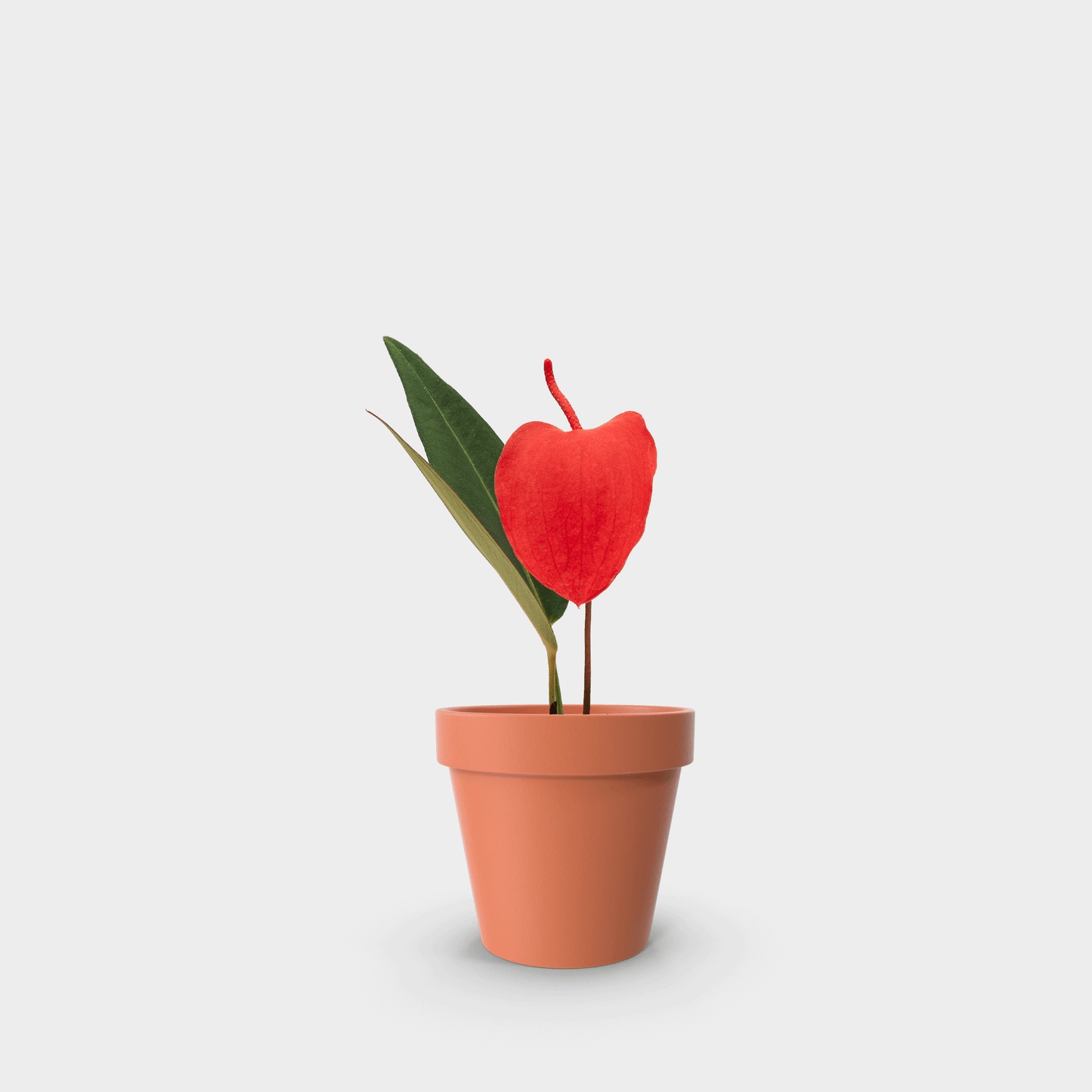 Anthurium scherzerianum (Anturio Cola de Cochino) Roja