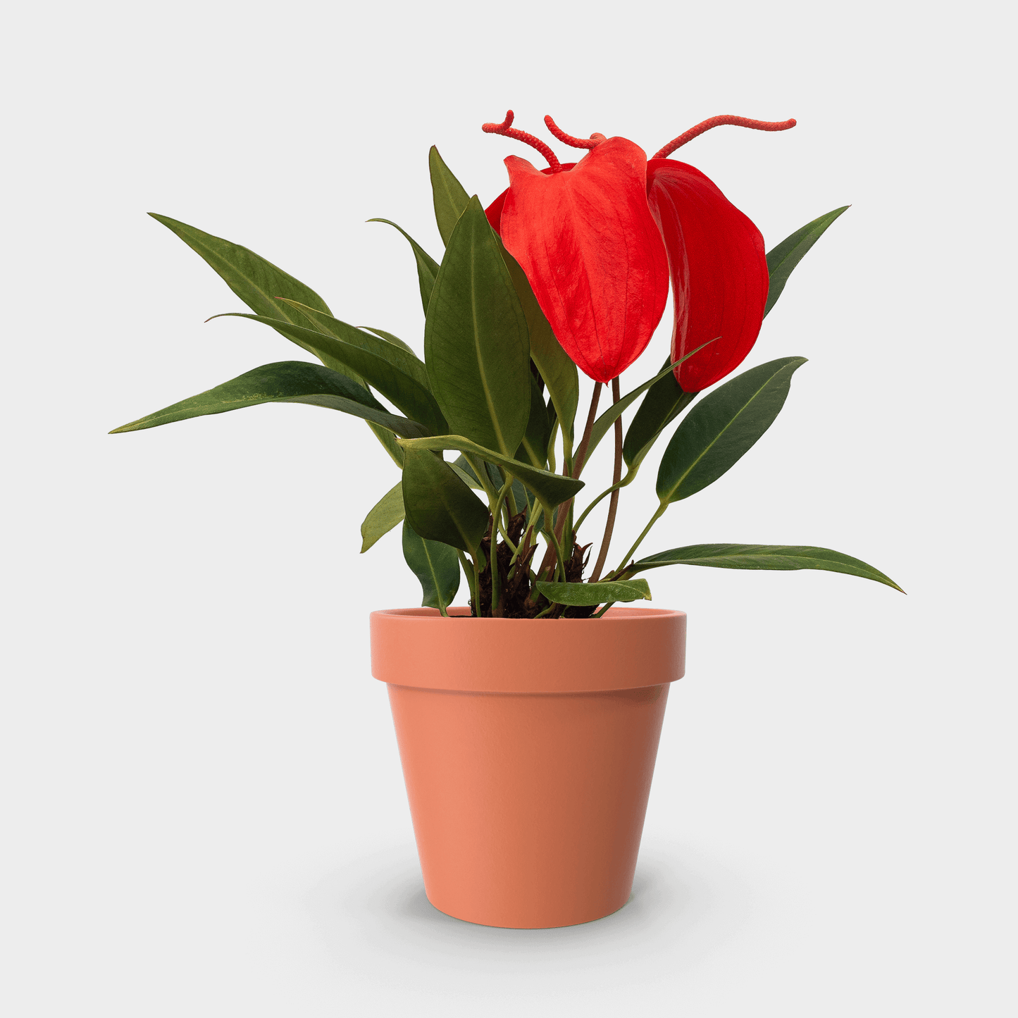 Anthurium scherzerianum (Anturio Cola de Cochino) Roja