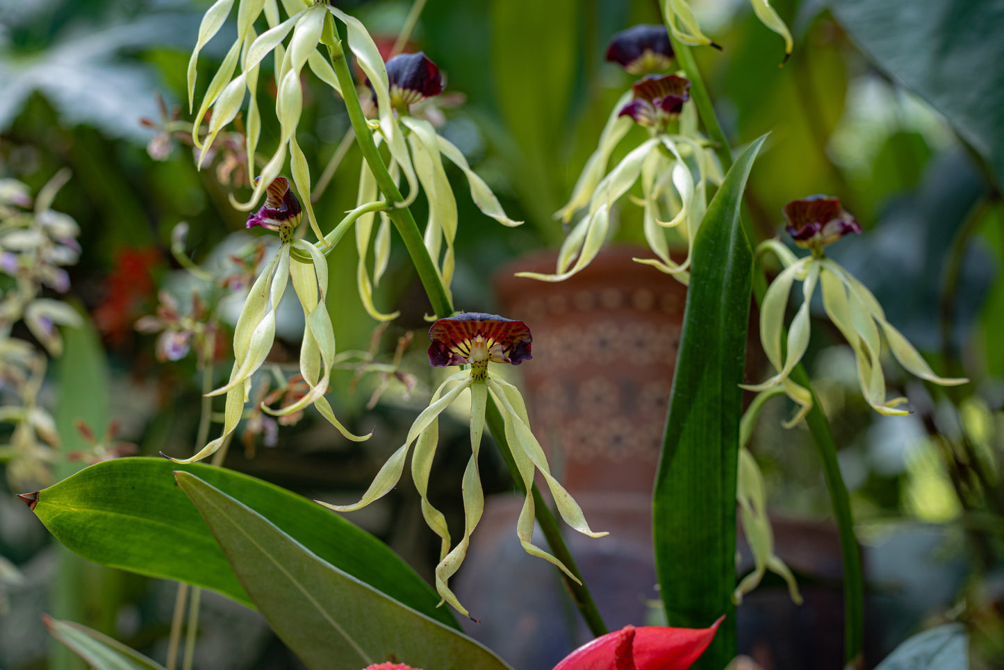 Prosthechea cochleata (Orquídea Pulpito)