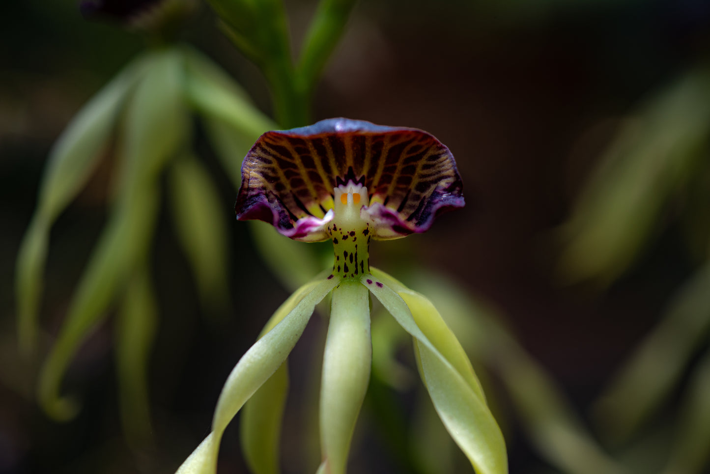 Prosthechea cochleata (Orquídea Pulpito)