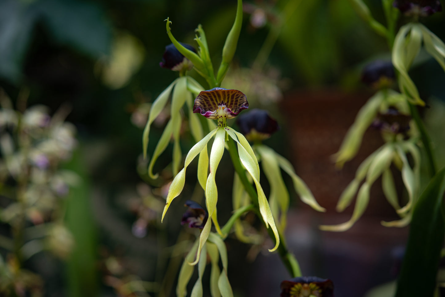 Prosthechea cochleata (Orquídea Pulpito)