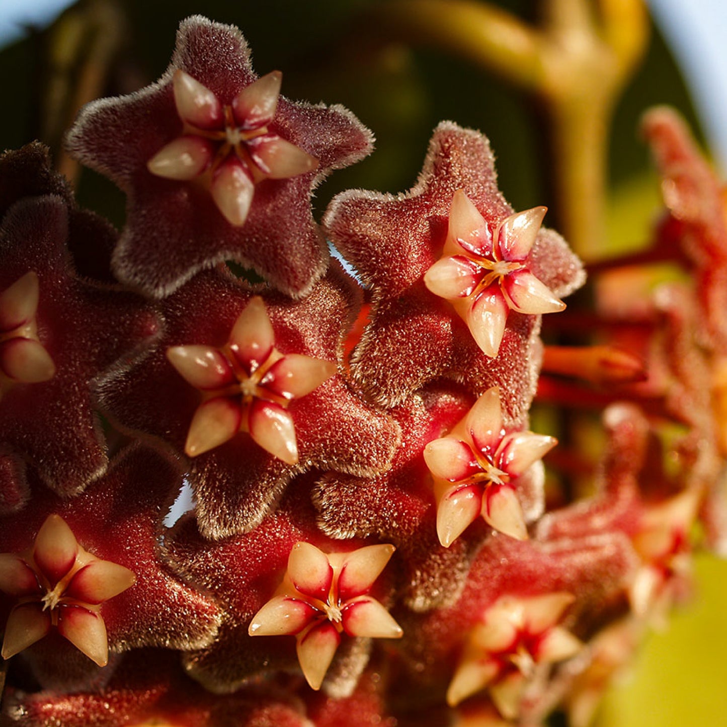 Hoya carnosa (Flor de Cera)