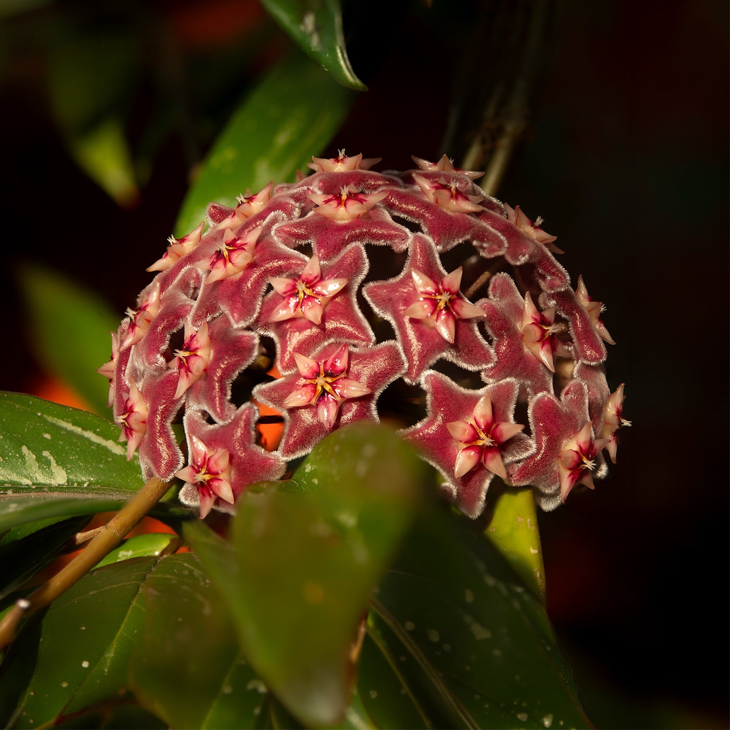 Hoya carnosa (Flor de Cera)