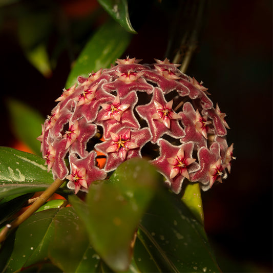 Hoya carnosa (Flor de Cera)