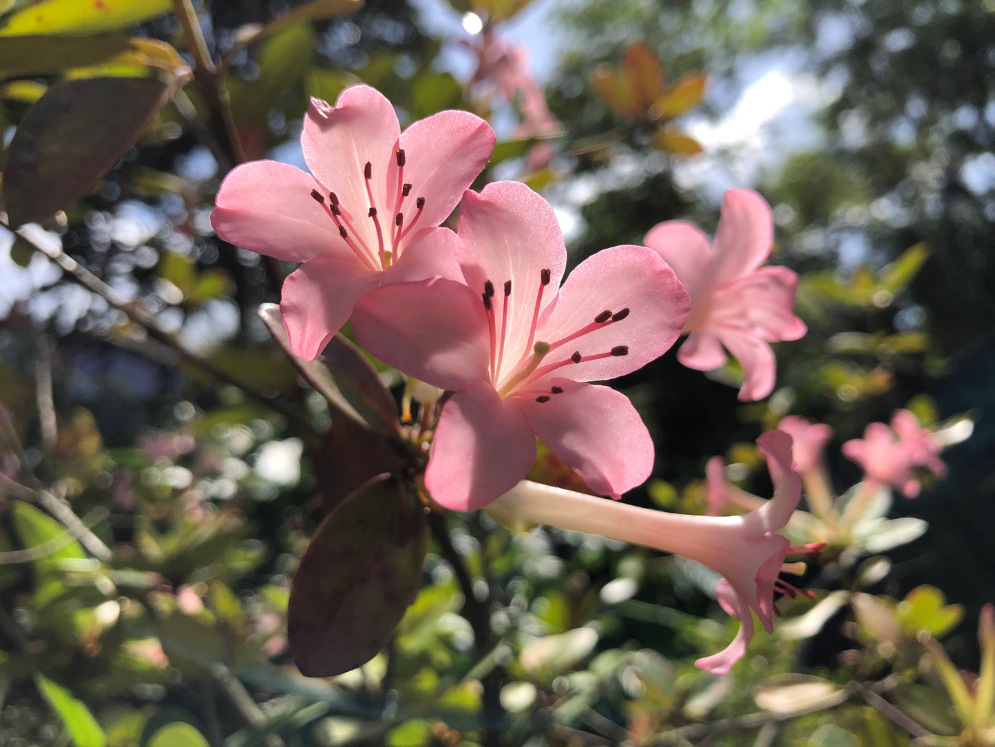 Rhododendron Vireya 'Pink Swan'