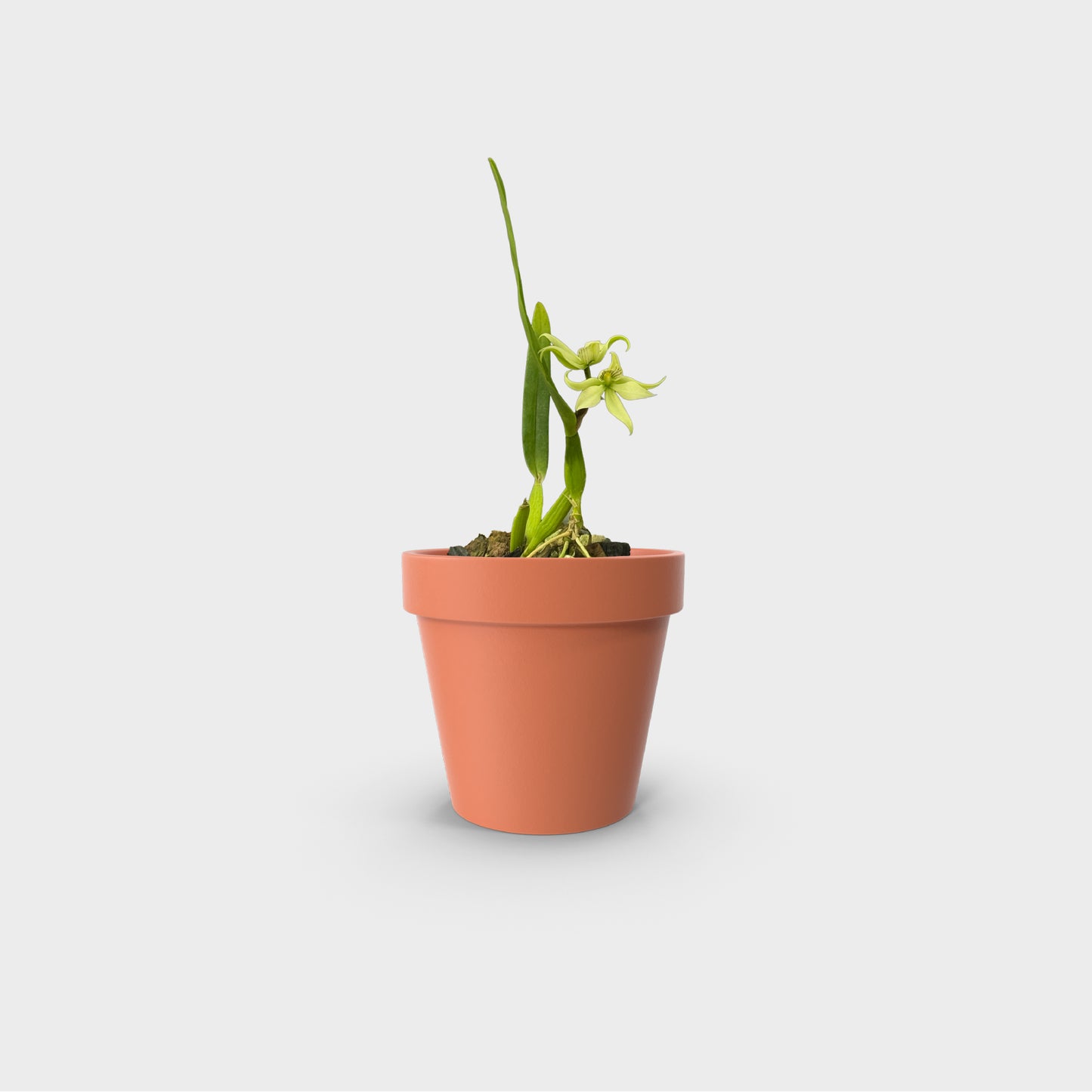Prosthechea x fragrans (Orquídea fragante)