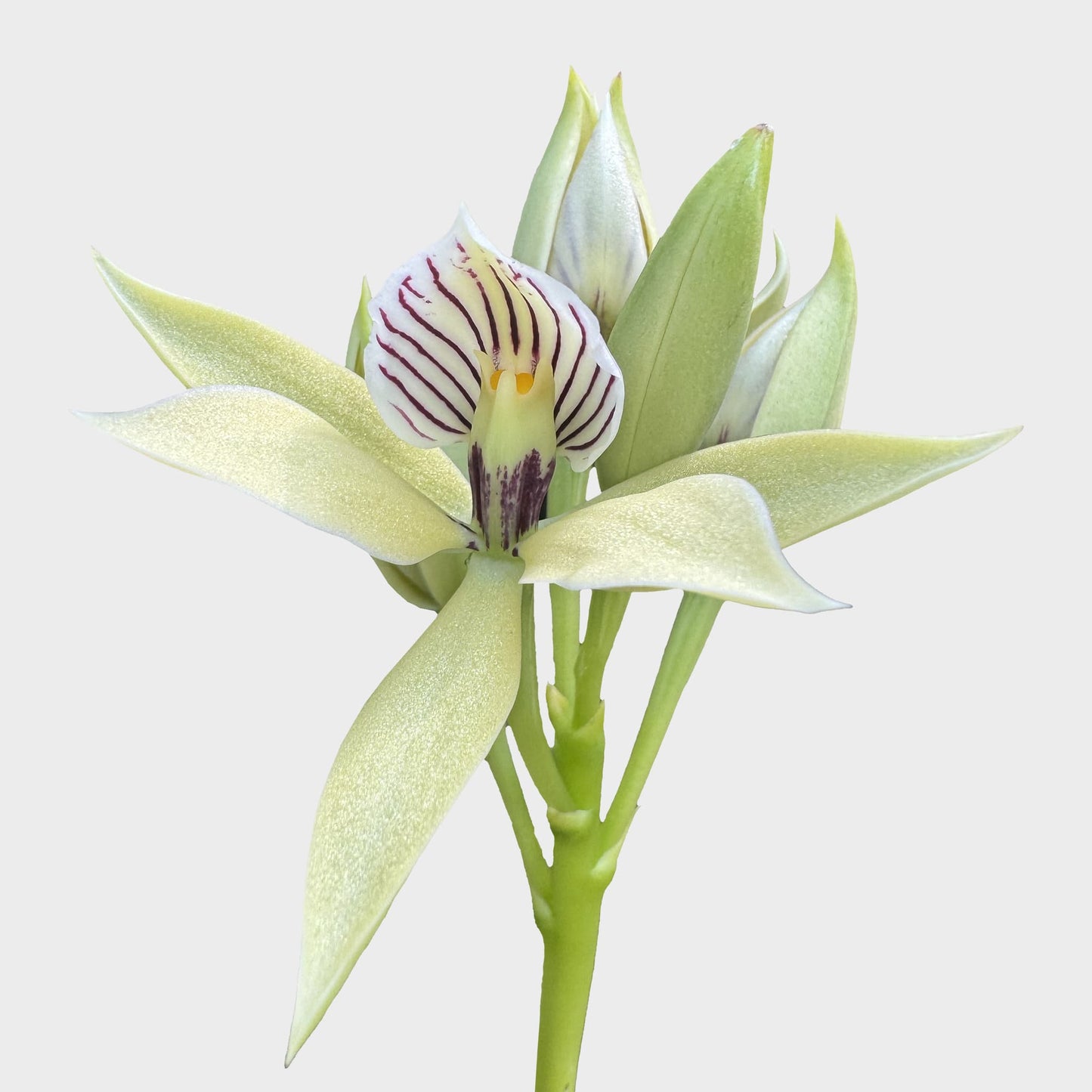 Prosthechea chacaoensis