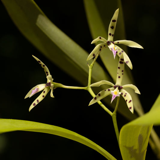 Prosthechea prismatocarpa (Orquídea Arcoiris)