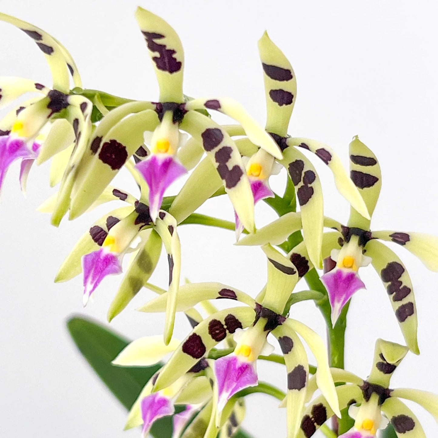 Prosthechea prismatocarpa (Orquídea Arcoiris)