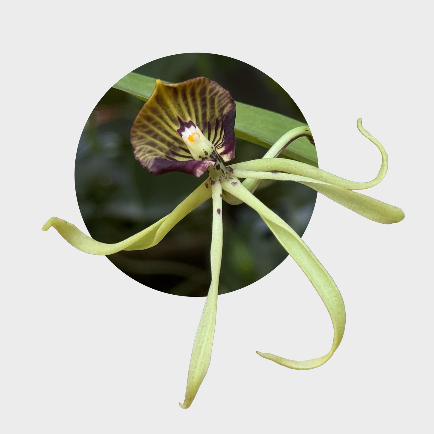 Prosthechea cochleata (Orquídea Pulpito)