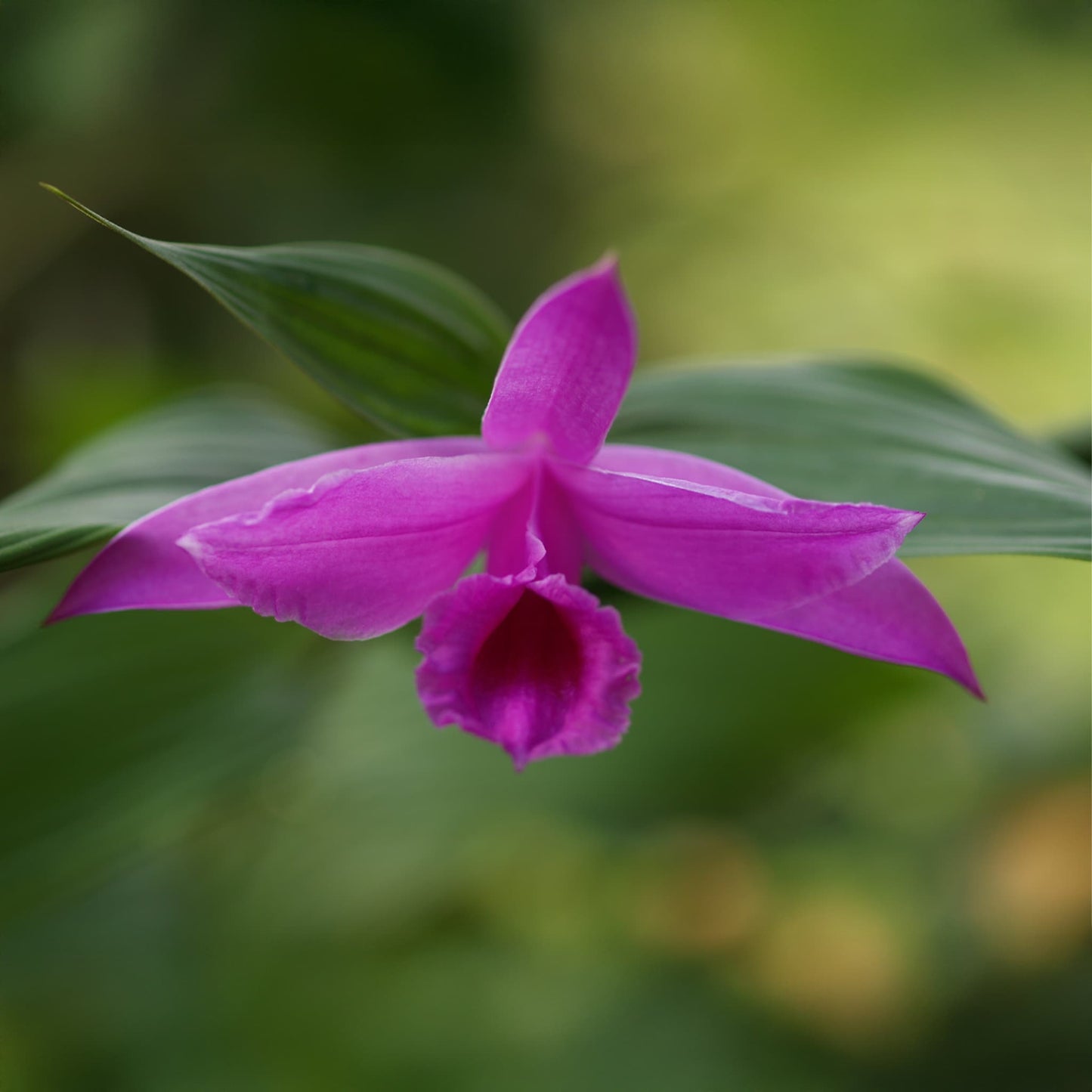 Sobralia decora (Flor de un Día)
